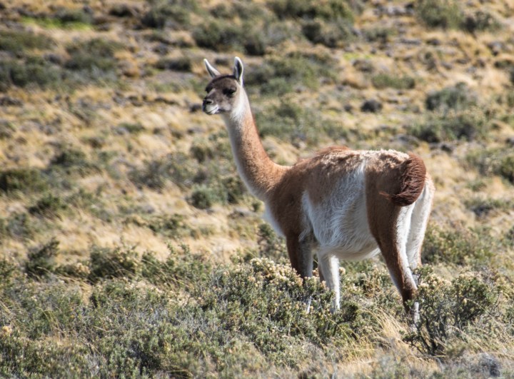 guanaco