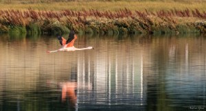 flamingo1